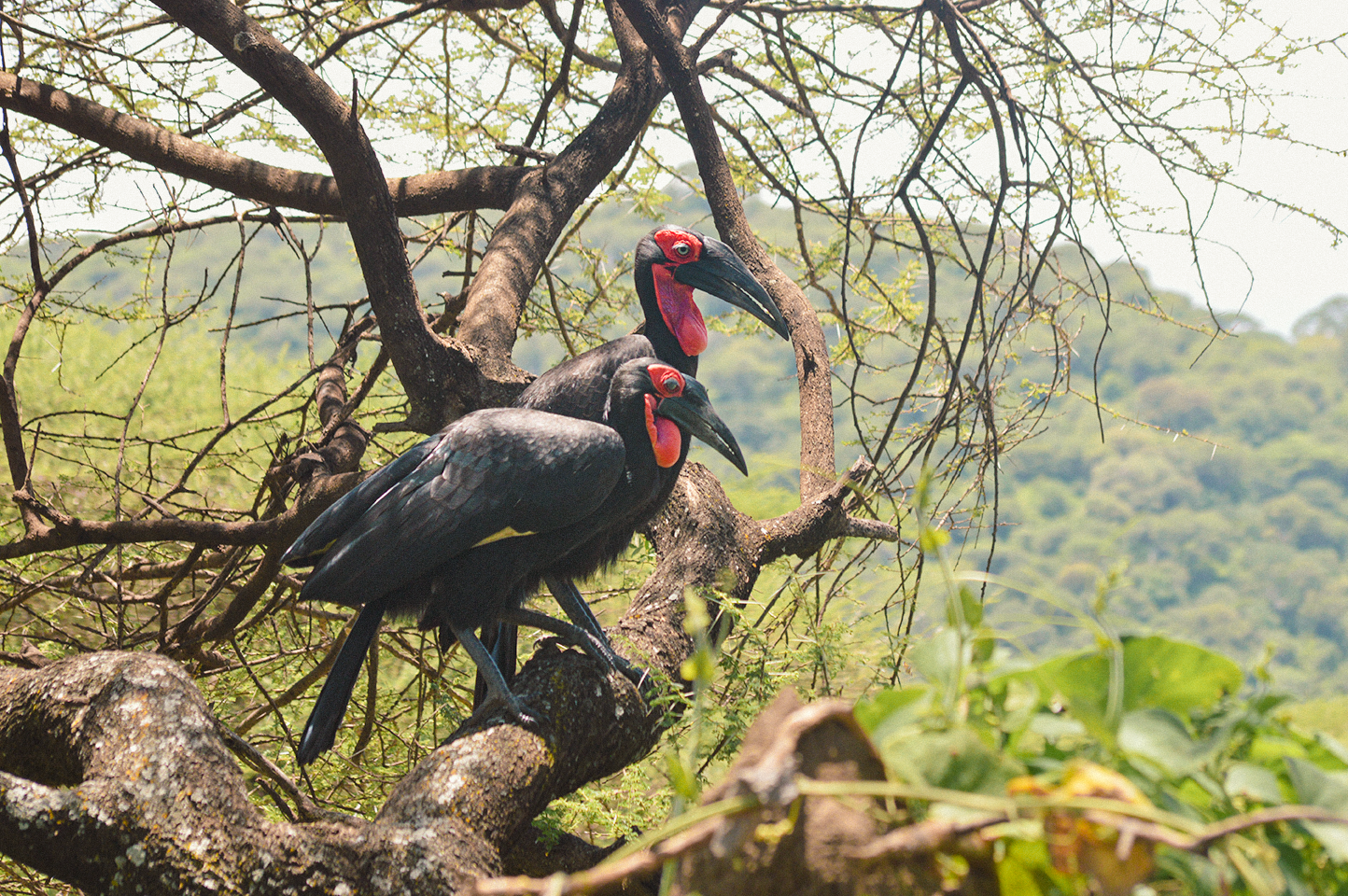Southern Grounded Hornbill